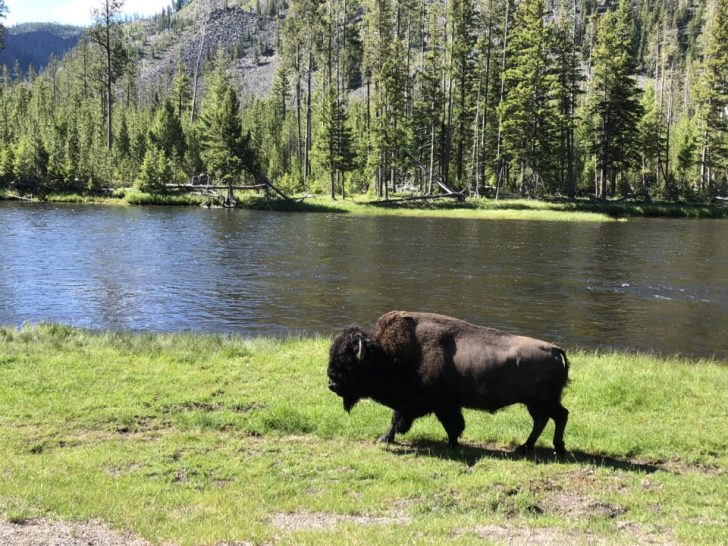a buffalo walking on grass by a river