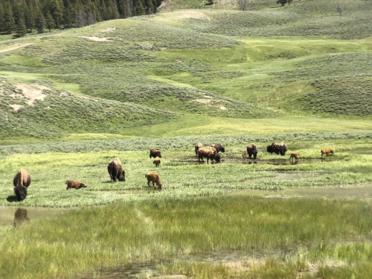 a group of animals in a field