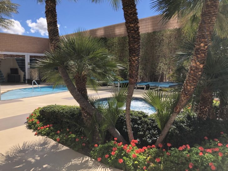 palm trees next to a pool