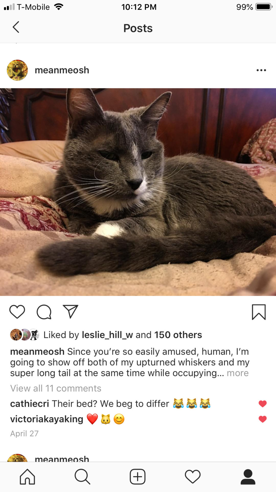 Instagram cat photo courtesy of Delta Gogo 2Ku