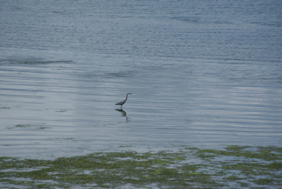 a bird standing in water