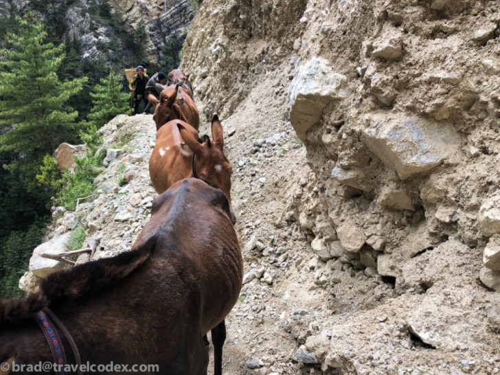 a group of donkeys walking down a rocky hill