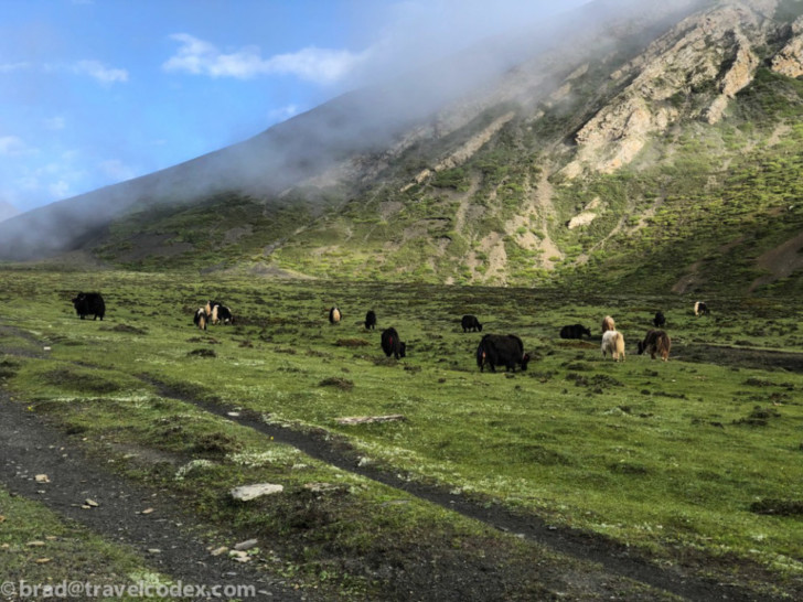 a group of animals grazing on a grassy field