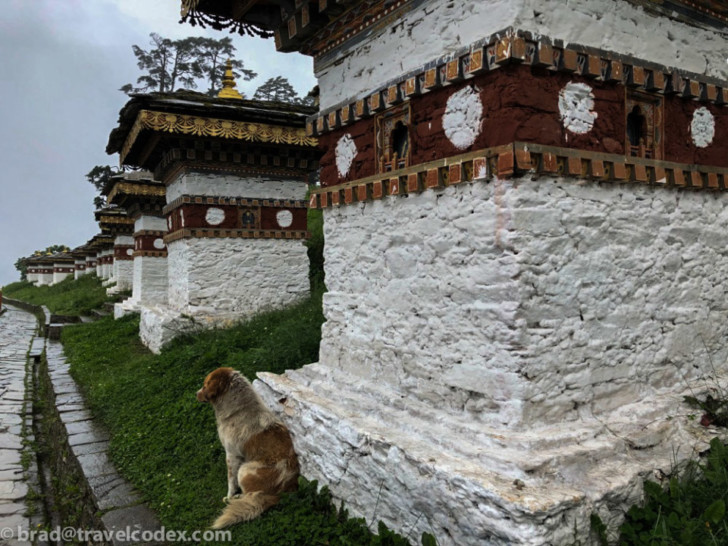 a dog sitting in front of a white stone building