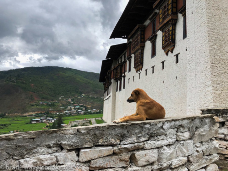 a dog sitting on a stone wall