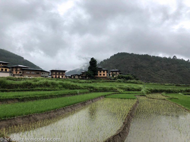 a rice field with buildings in the background