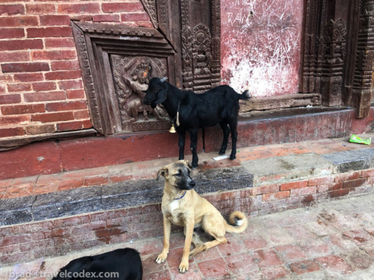 a goat and a dog outside a building