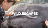 a person touching a large animal