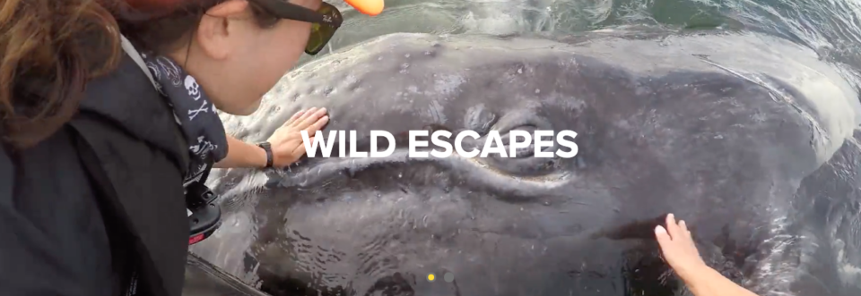 a person touching a large animal