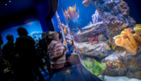 a girl looking at fish in a tank