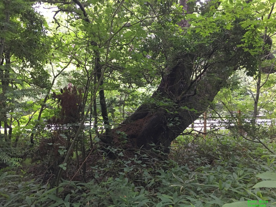 Japanese Oak surrounded by parasitic trees