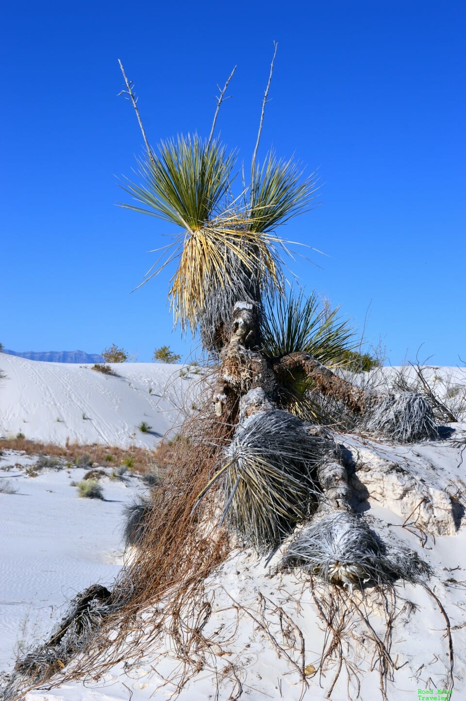 White Sands of New Mexico - yucca tree