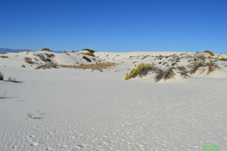 Desert vegetation - White Sands National Park