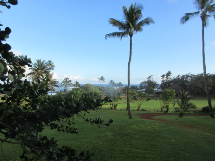 a palm trees and a grassy area