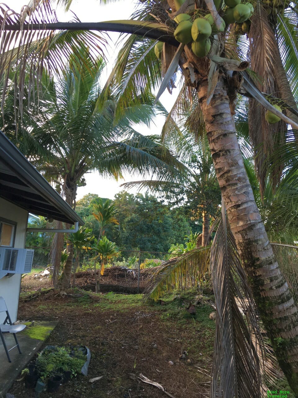 Hilo tropical backyard