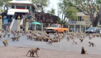 a group of monkeys in a street