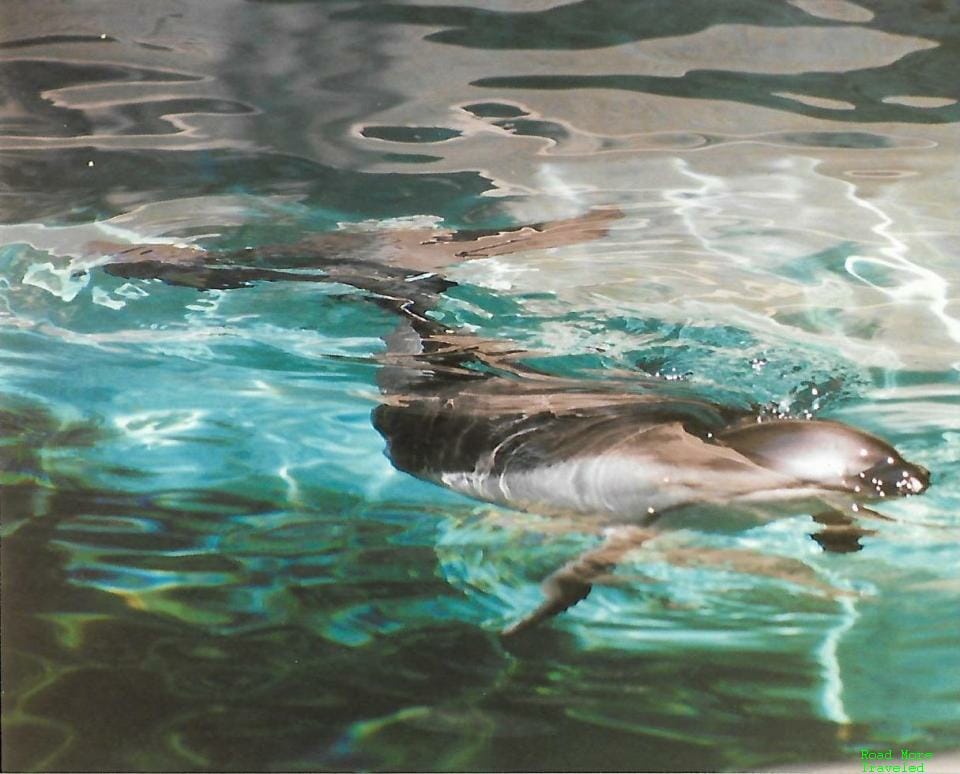 Dolphin at Vancouver Aquarium