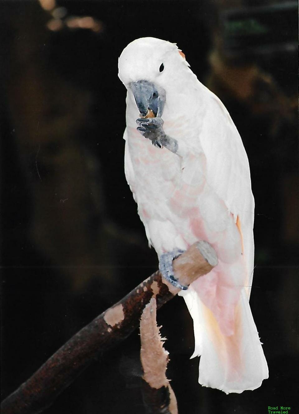 Parrot at closed Stanley Park Zoo