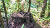a tree stump in the woods