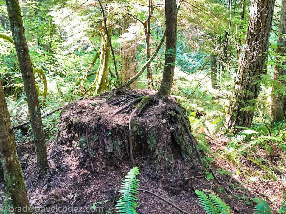 a tree stump in the woods