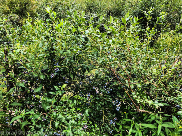 a bush with blueberries on it