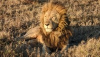 Male Lion
