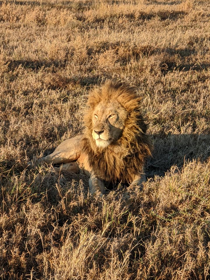 Male Lion