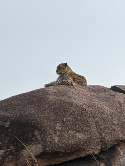 Asilia Africa resident Leopard