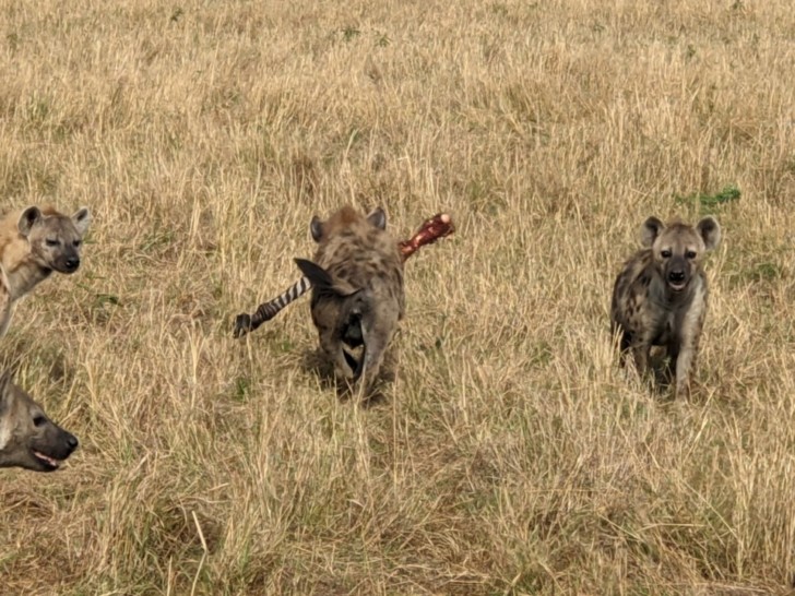 Hyena's feeding