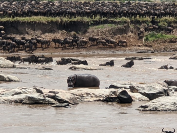 The great migration river crossing