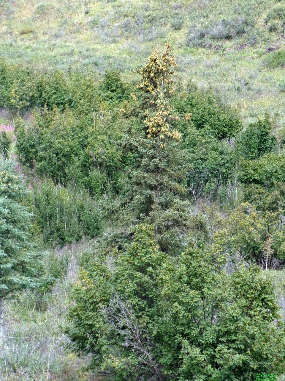 Complete Dalton Highway Guide - farthest north spruce tree MP 235