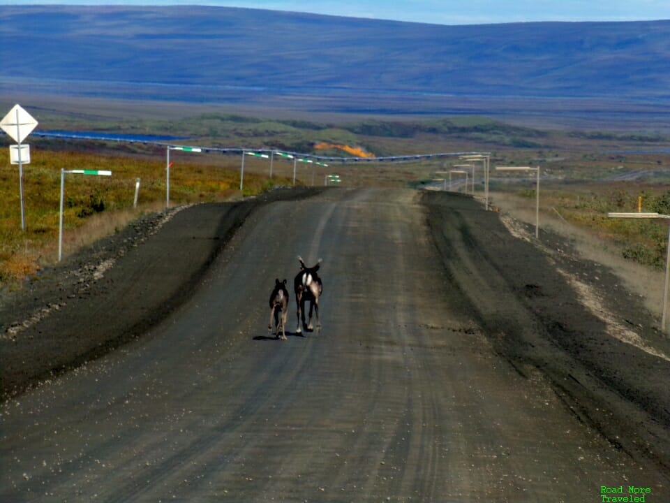 Dalton Highway - caribou in road