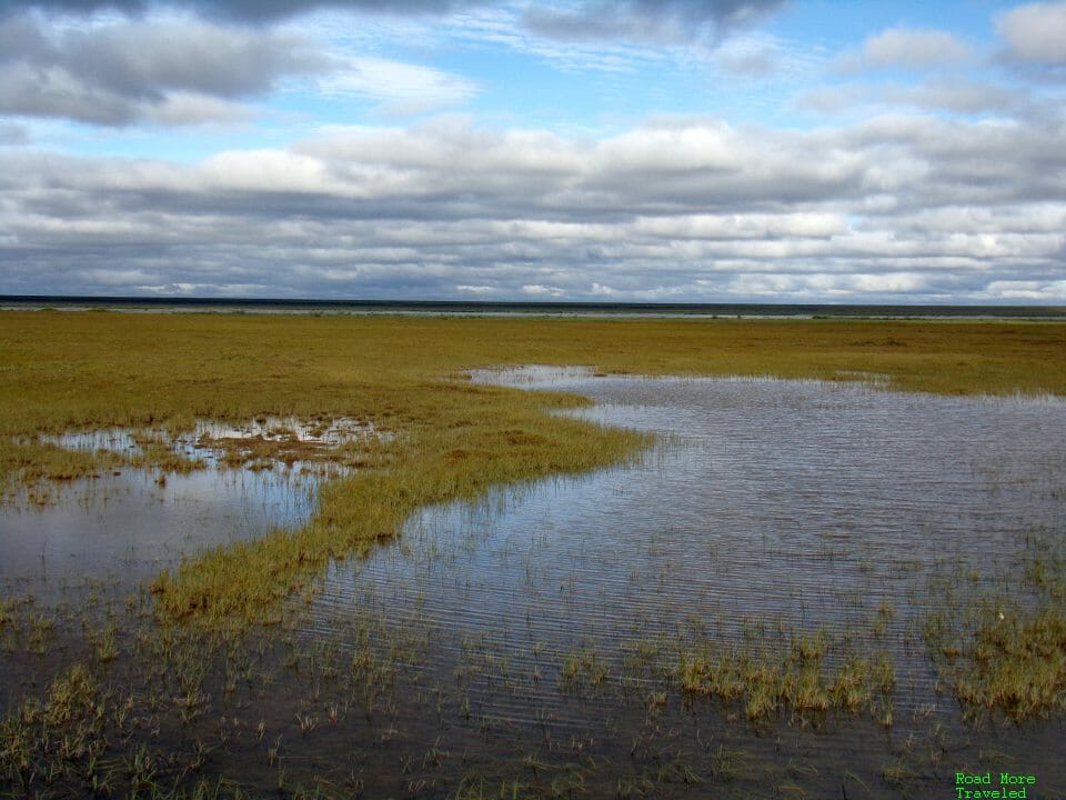 Summer marsh of North Slope