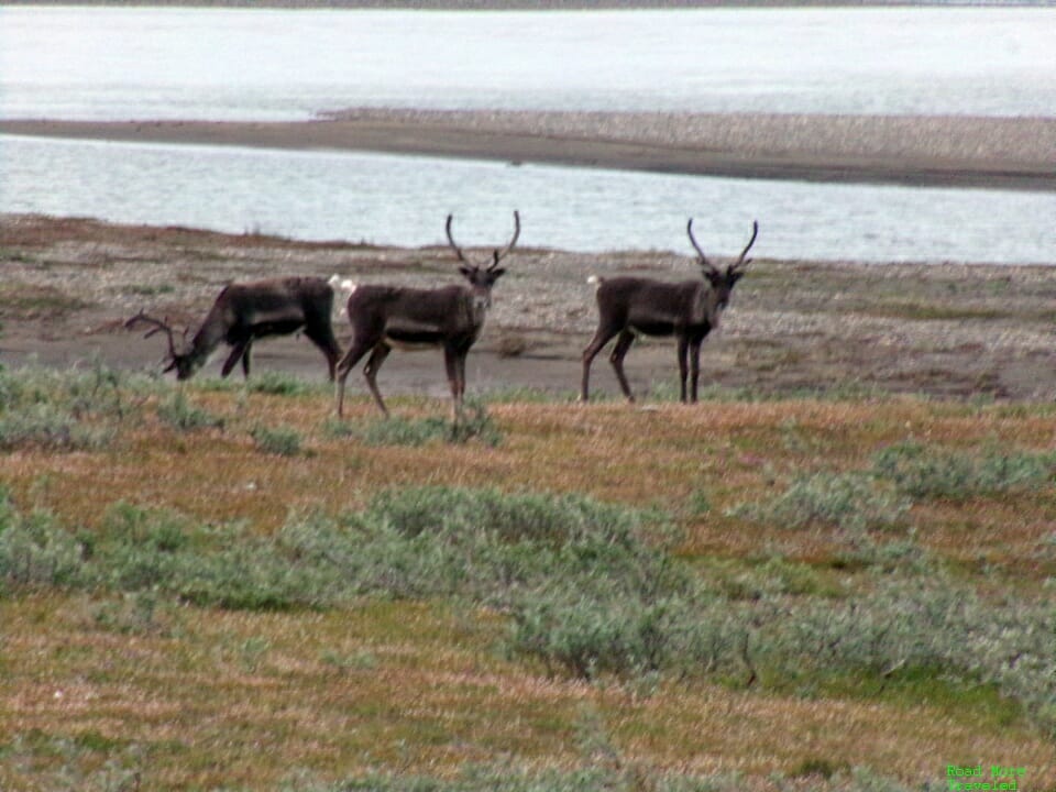 Caribou staring at the tourists