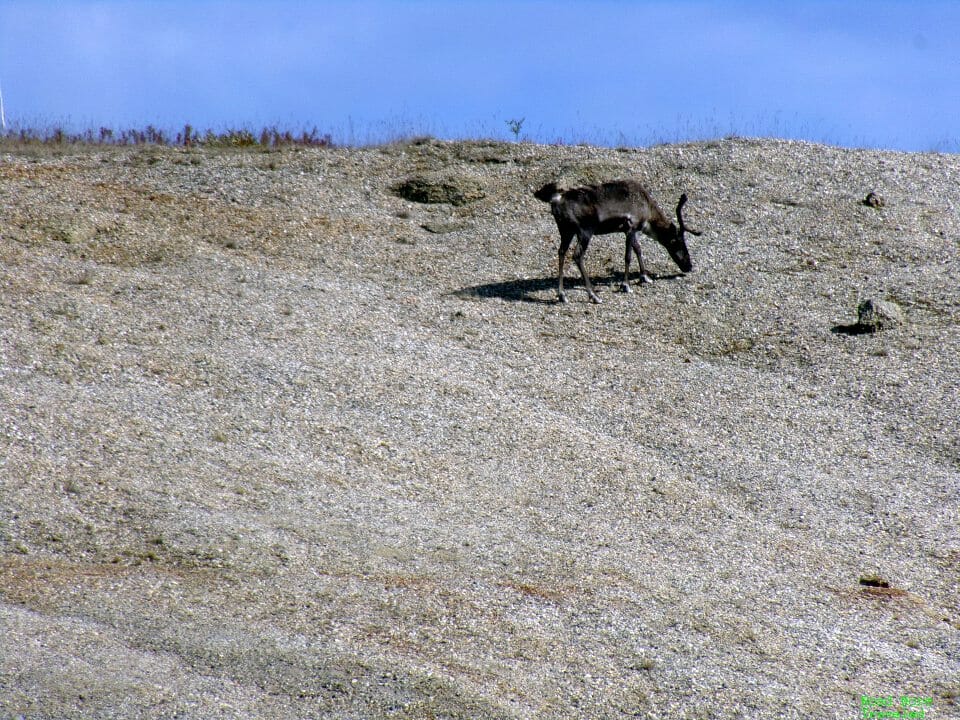 Caribou at MP 355 rest stop