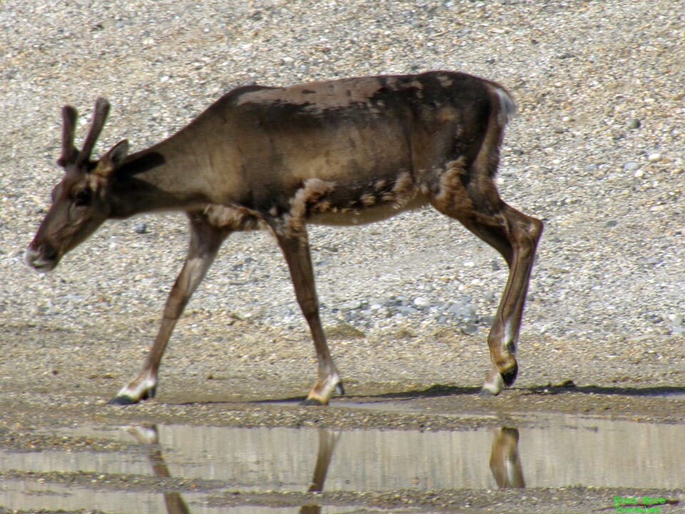 Caribou in search of water at MP 355 rest stop