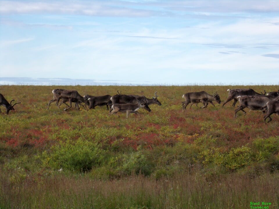 Caribou herd on roadside