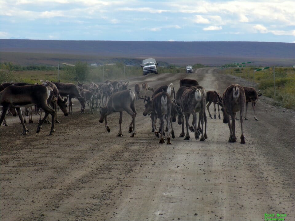 Complete Dalton Highway Guide - caribou herd