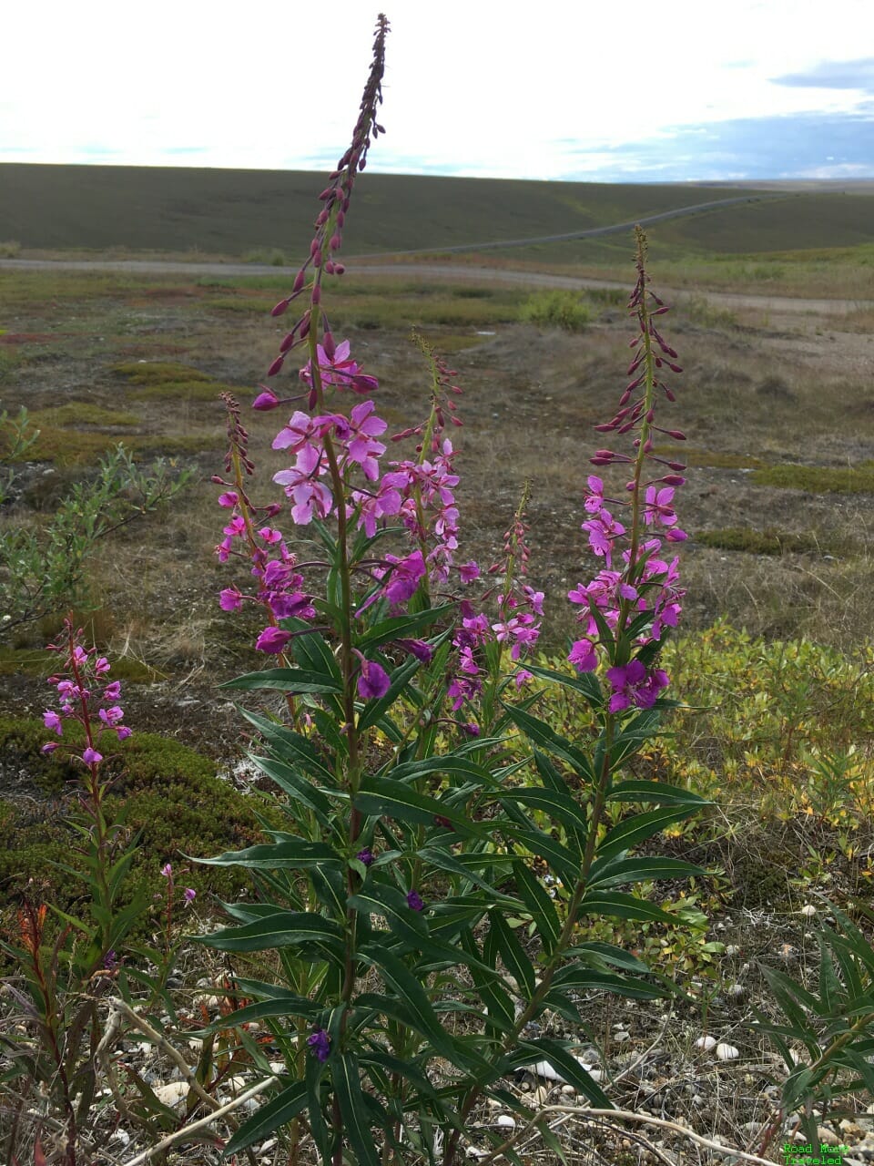 Summer wildflowers, Dalton Highway MP 355