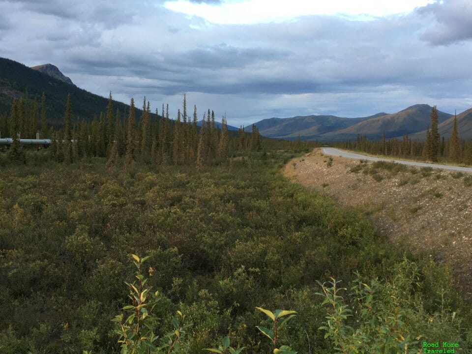 Forest north of Coldfoot