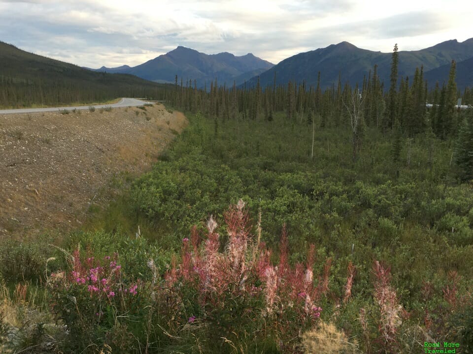 Wildflowers north of Coldfoot