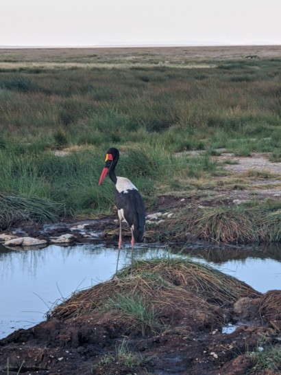 a bird standing in a stream
