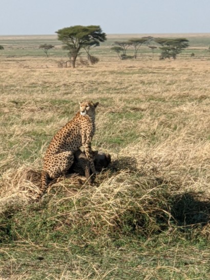 a cheetah sitting on a rock in a grassy field