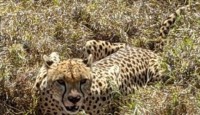 a cheetah in the grass