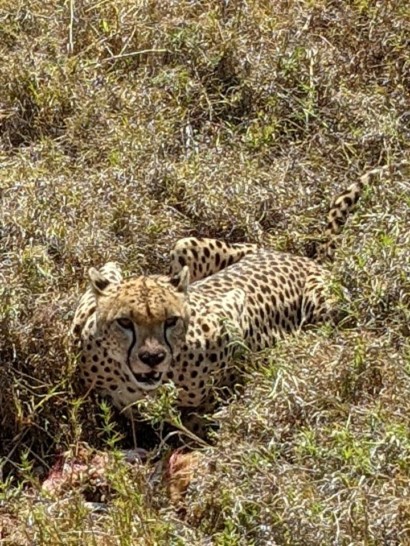 a cheetah in the grass