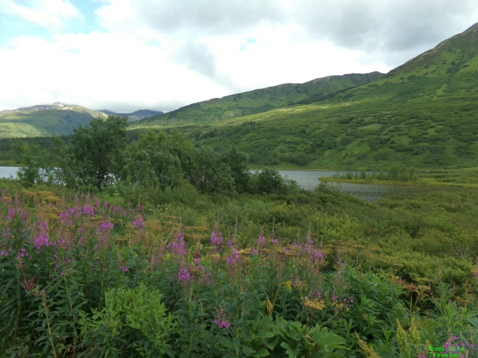 Summer wildflowers in Kenai Peninsula, Alaska