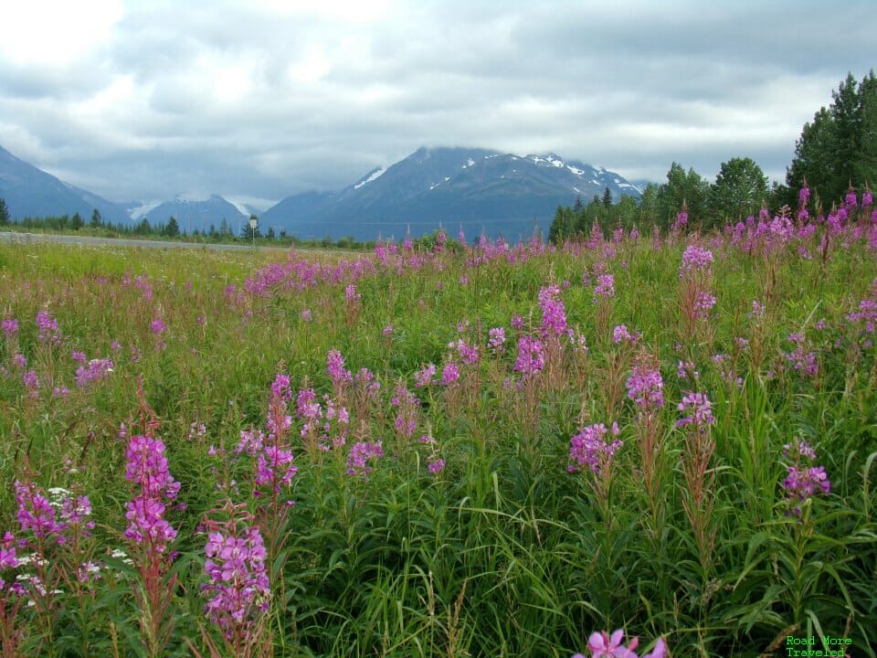 Wildflowers along Seward Highway, Alaska