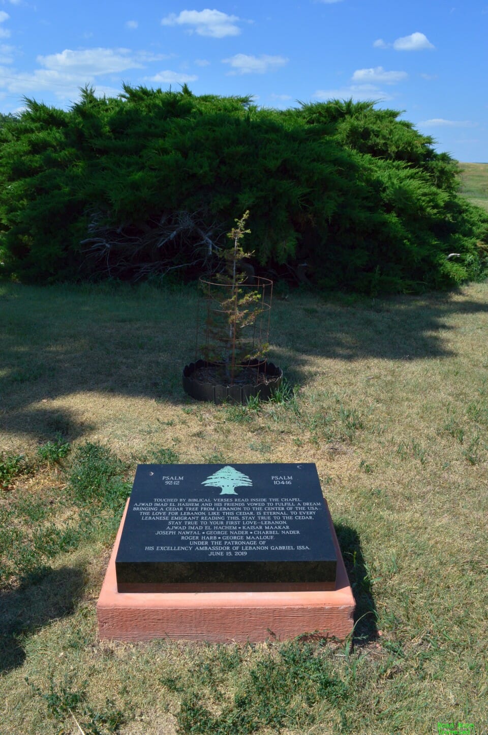 Cedar tree from Lebanon