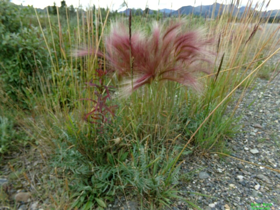 Foxtail barley, common Alaska wild grass