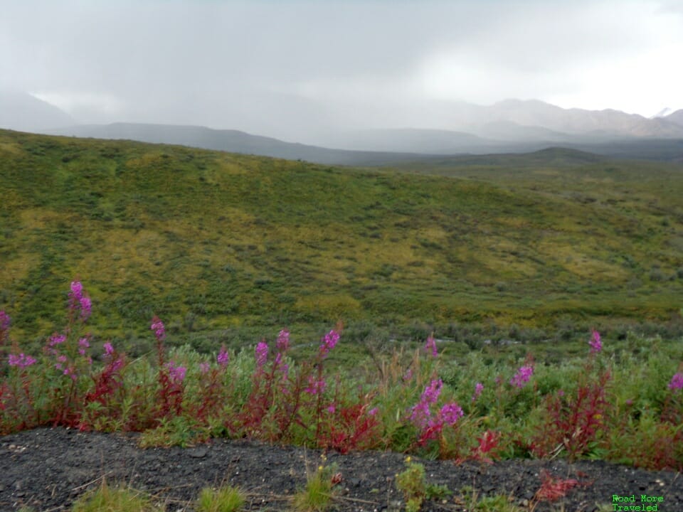 The Denali Road Lottery - Alaska fireweed at Sable Pass